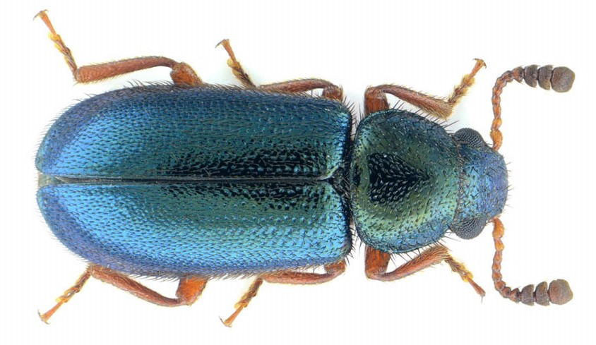 Necrobia rufipes (De Geer, 1775)